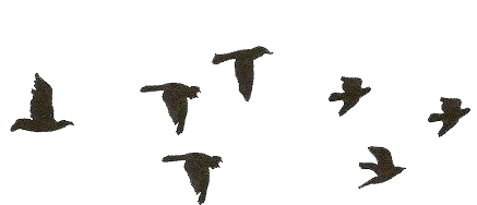 birds